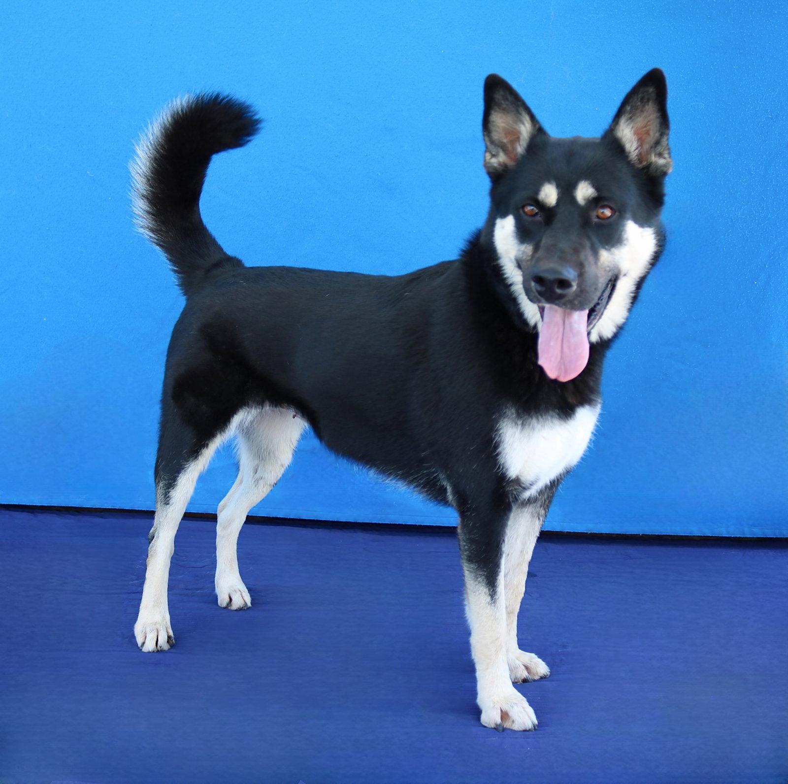 PANDORA, Adoptable, Adult Female Siberian Husky & German Shepherd Dog.