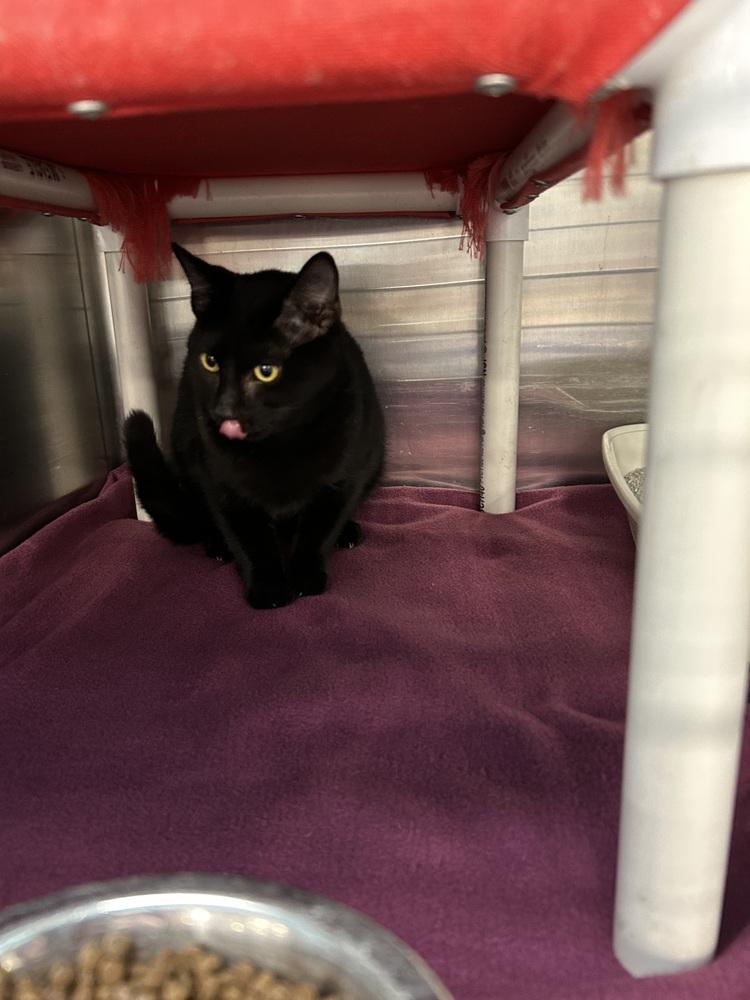 Enlarge Salem, a Adoptable Domestic Short Hair in Anoka, MN image 1/2