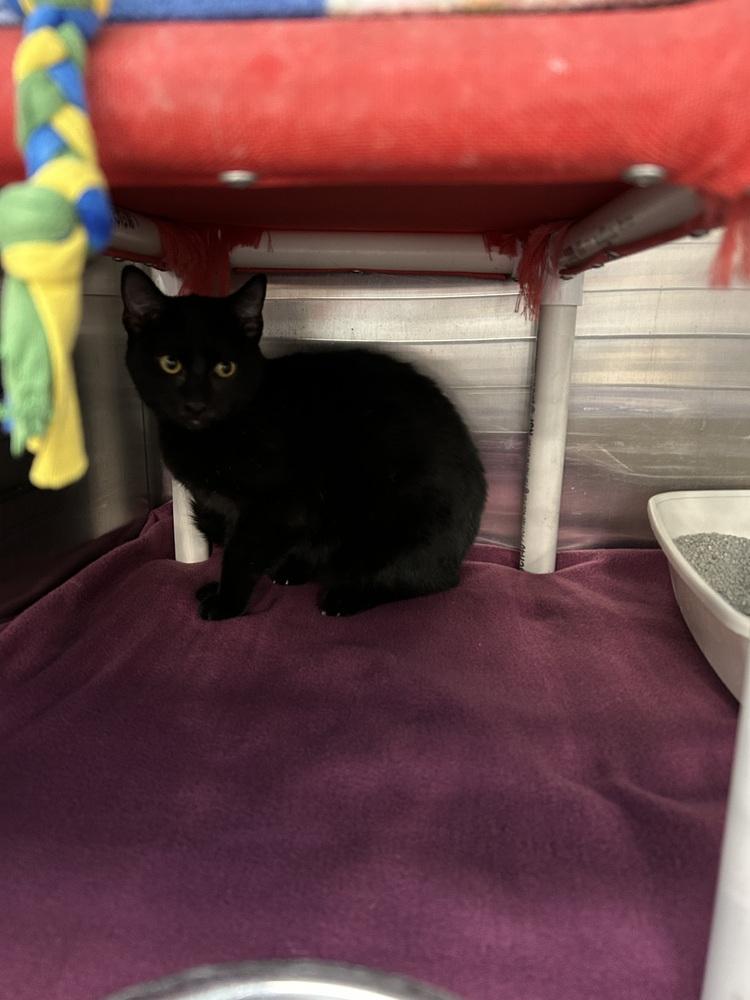 Enlarge Salem, a Adoptable Domestic Short Hair in Anoka, MN image 2/2