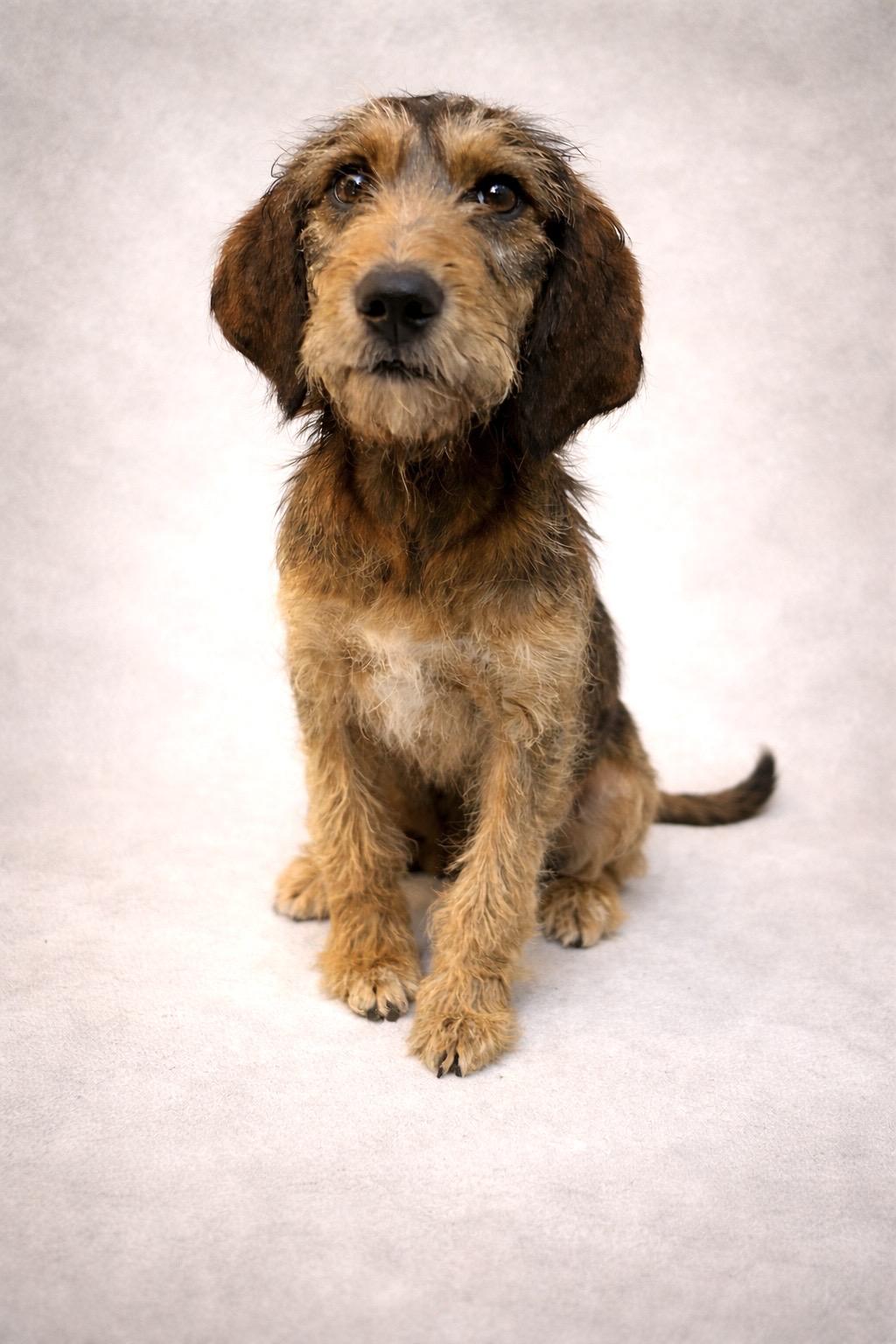 Enlarge Hazel, a Adoptable mixed breed in Baton Rouge, LA image 2/3