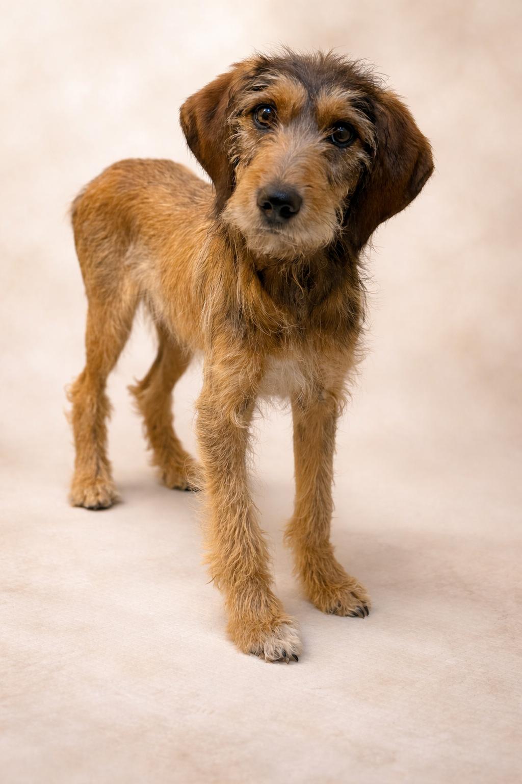 Hazel, Adoptable, Young Female Coonhound & Wirehaired Terrier.