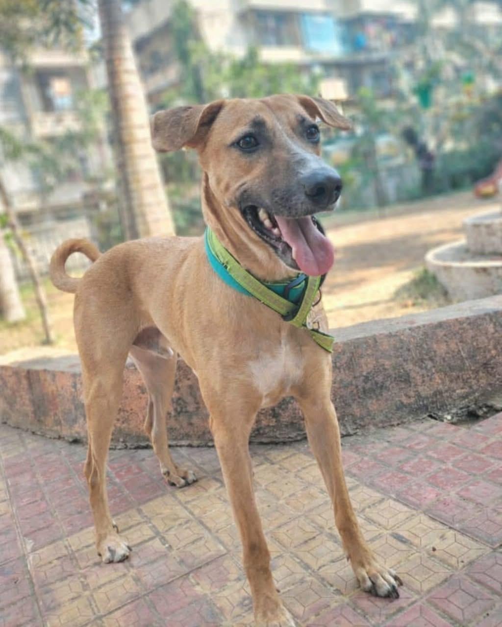 Chester, ADOPTABLE, Young Male German Shepherd Dog & Saluki.