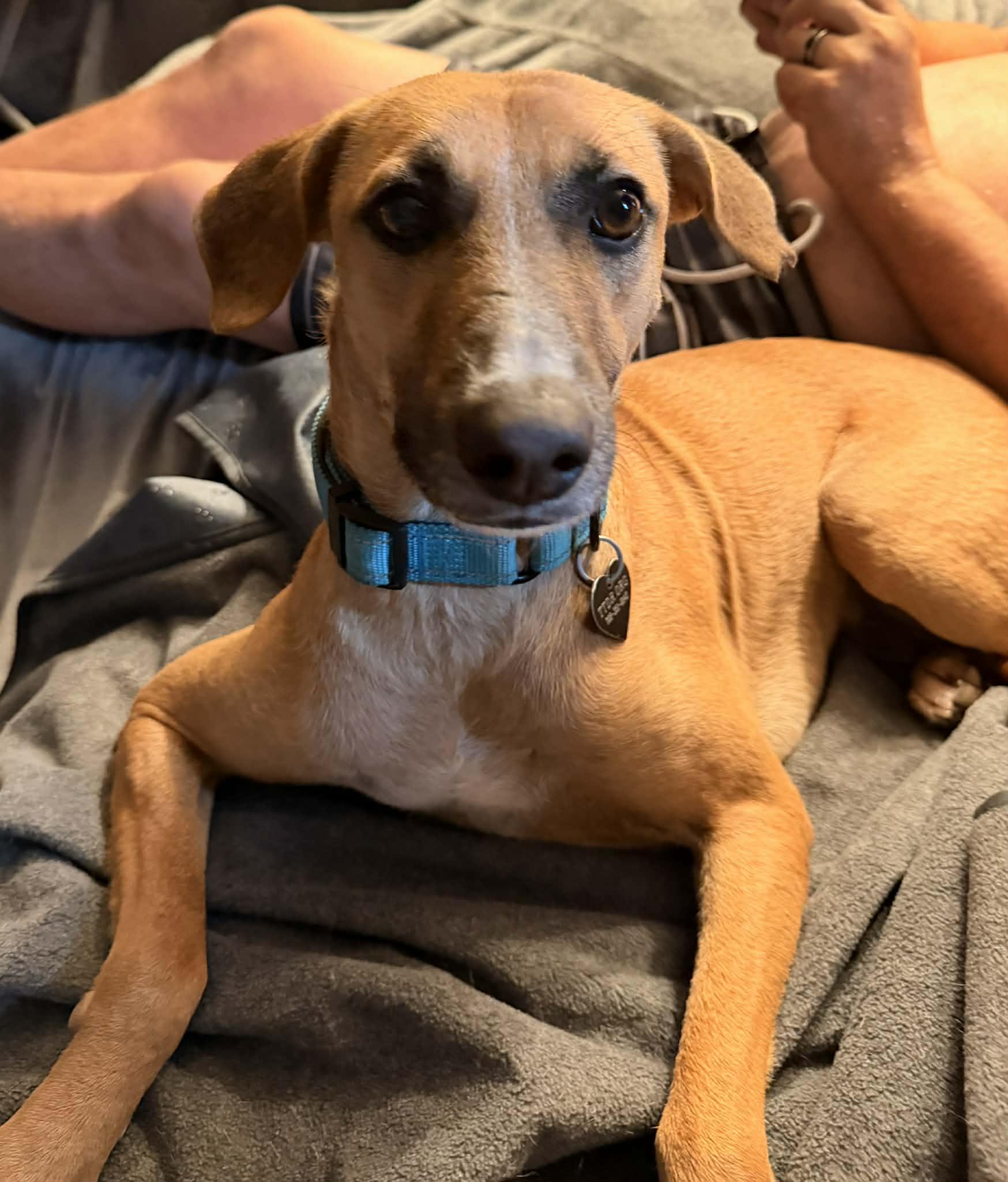 Chester, a ADOPTABLE mixed breed in New Castle, DE image 6/6