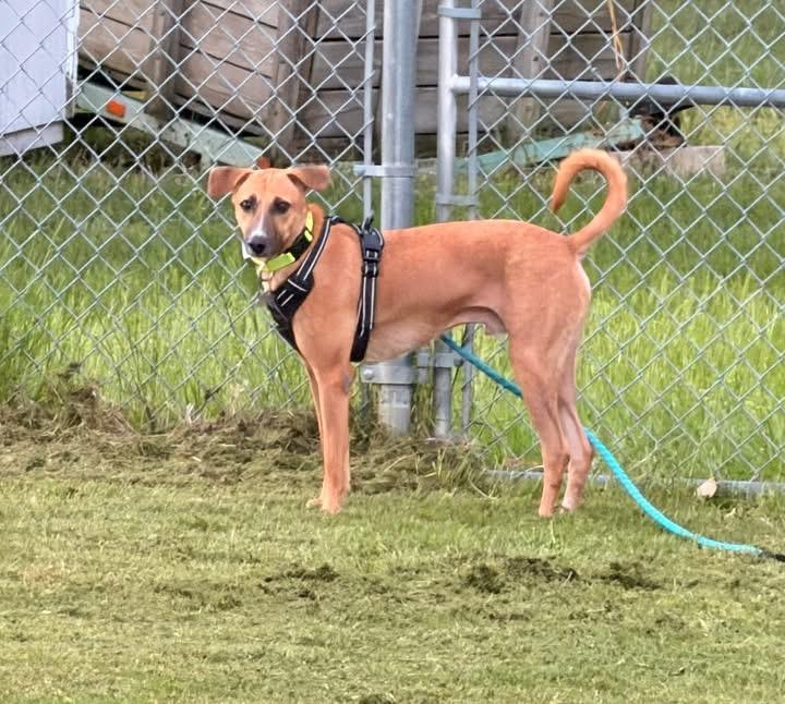 Enlarge Chester, a ADOPTABLE mixed breed in New Castle, DE image 3/5