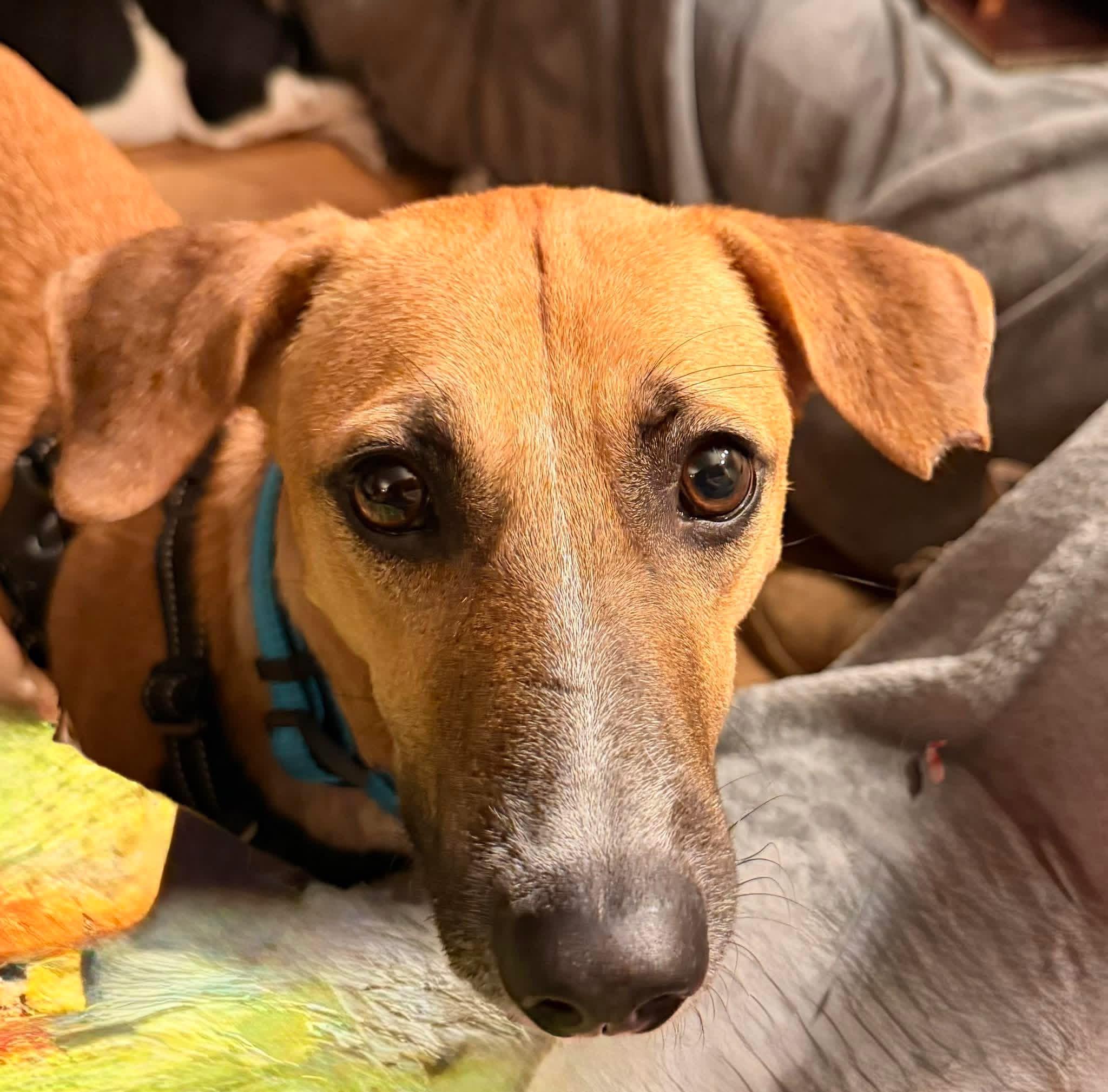 Enlarge Chester, a ADOPTABLE mixed breed in New Castle, DE image 2/5
