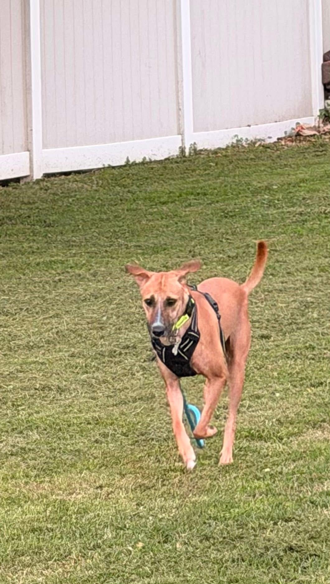 Enlarge Chester, a ADOPTABLE mixed breed in New Castle, DE image 4/5