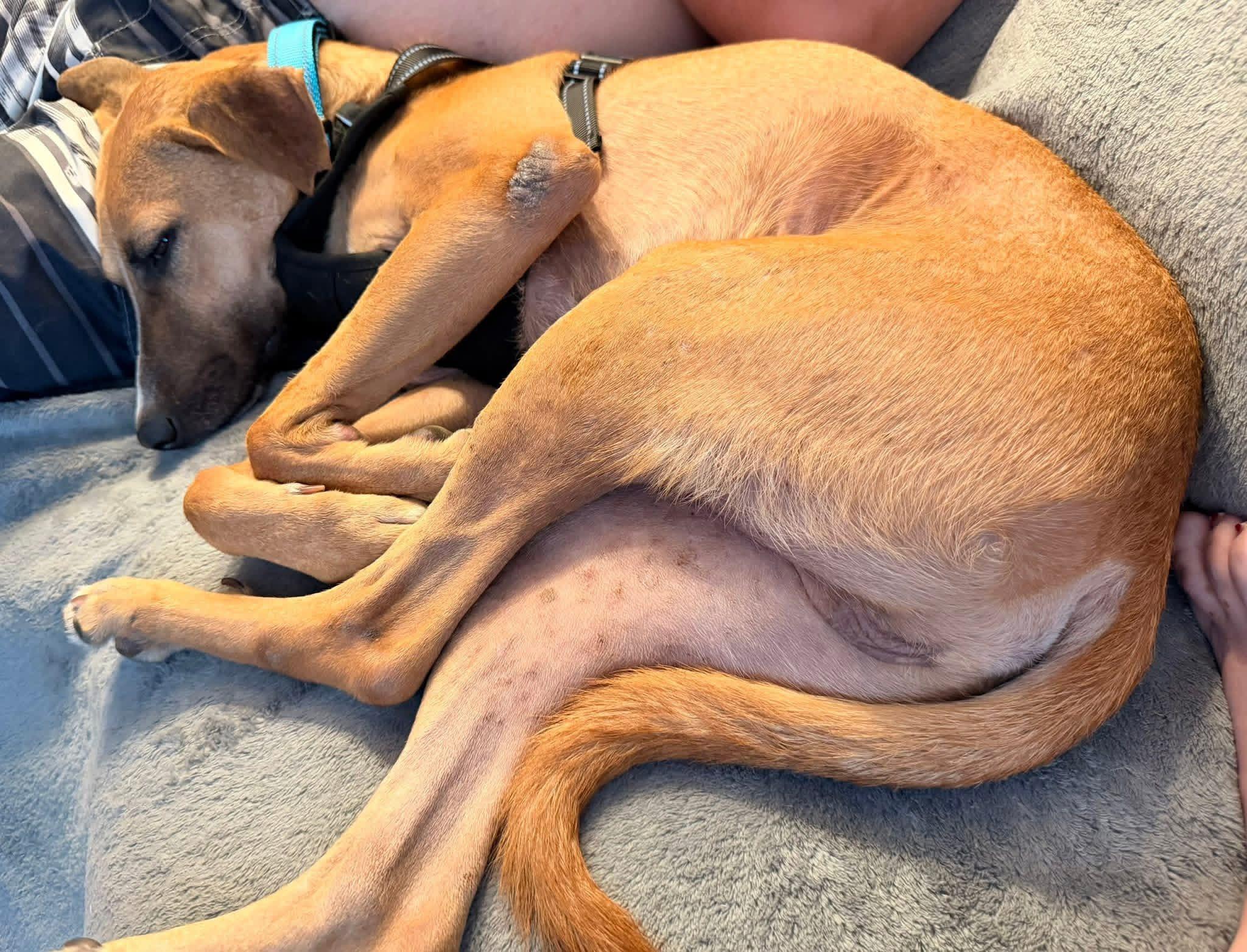 Enlarge Chester, a ADOPTABLE mixed breed in New Castle, DE image 5/5