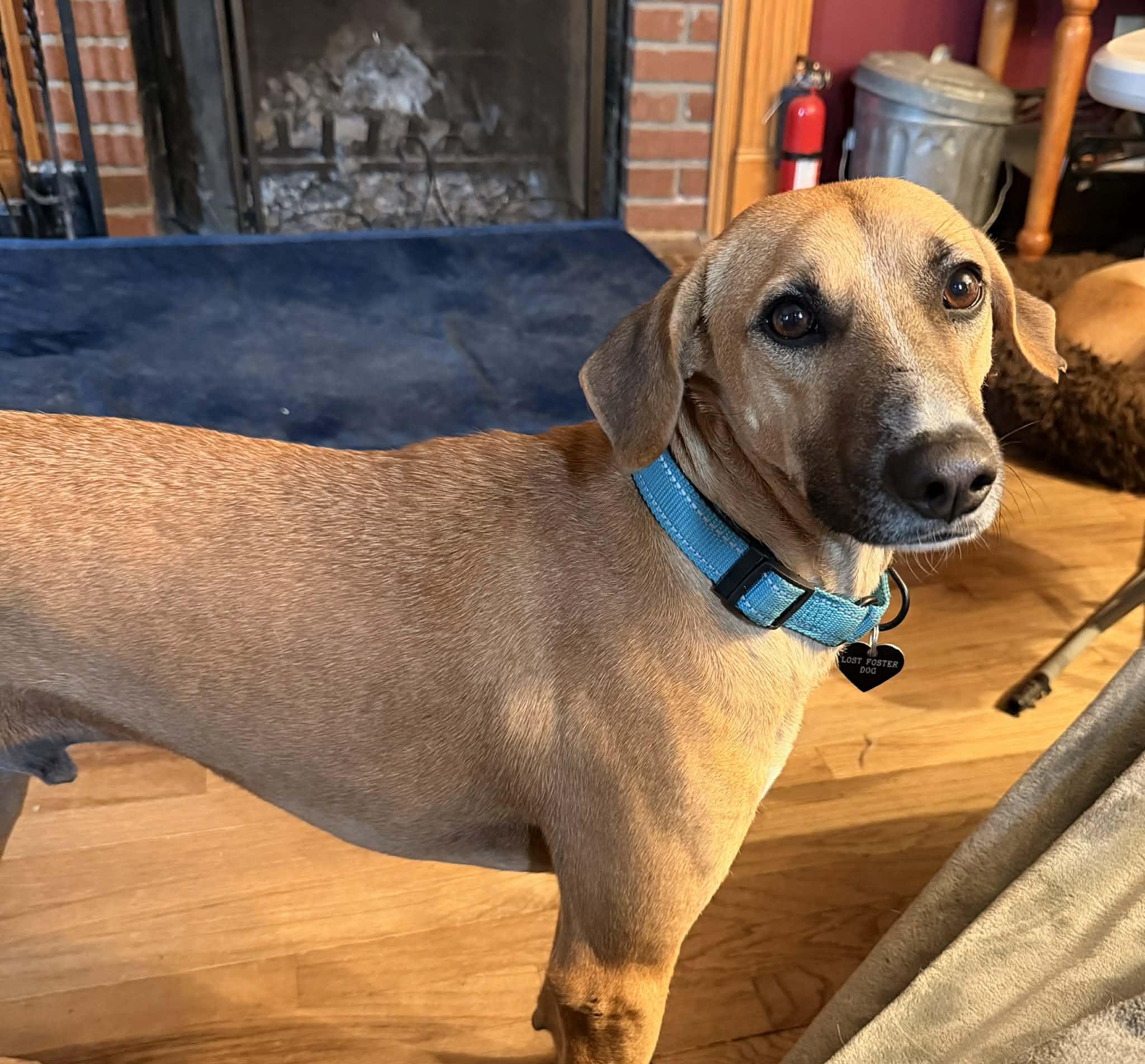 Chester, ADOPTABLE, Adult Male German Shepherd Dog & Labrador Retriever.
