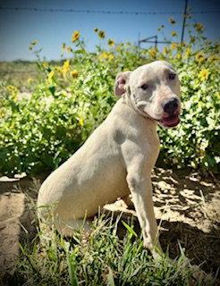 Enlarge Whitaker- Puppy #1 (CoPAC Litter #5/ 2025), a Adopted Pit Bull Terrier in Pleasanton, TX image 1/3