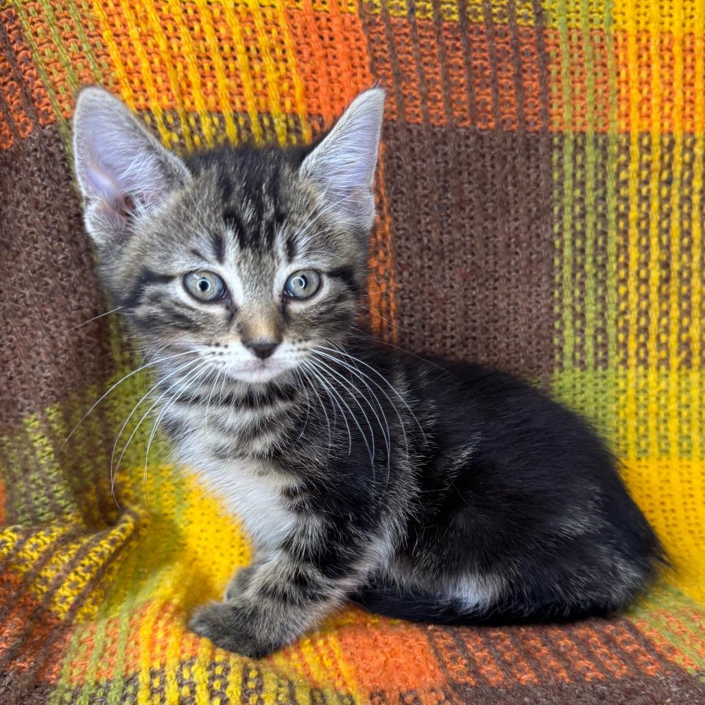 Chalupa, Adoptable, Kitten Female Domestic Long Hair.