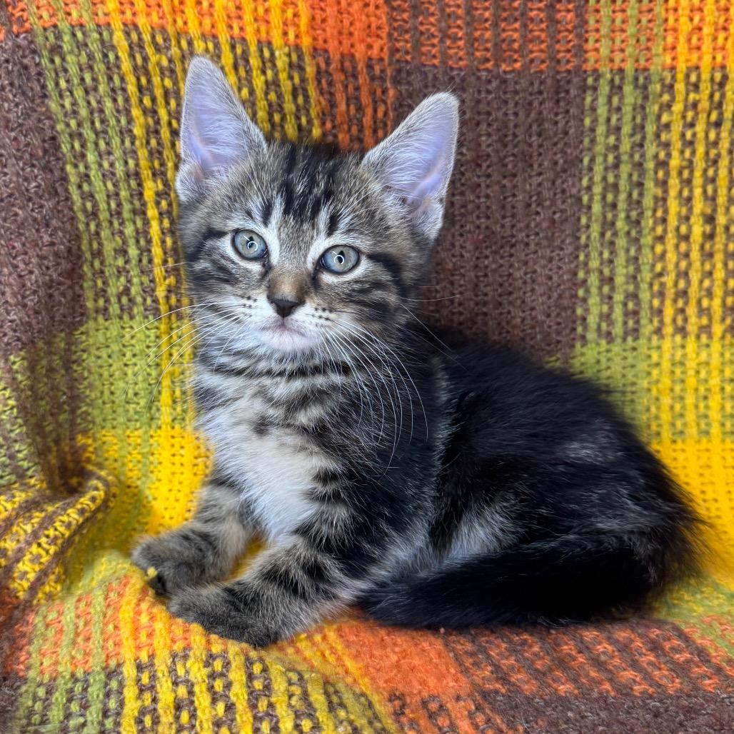 Enlarge Chalupa, a Adoptable Domestic Long Hair in Mount Vernon, IL image 2/6