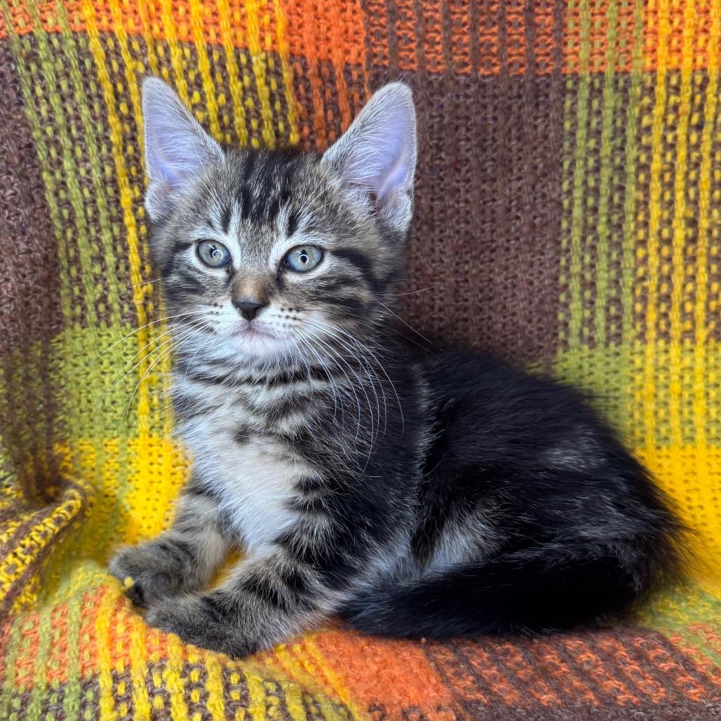 Enlarge Chalupa, a Adoptable Domestic Long Hair in Mount Vernon, IL image 3/6