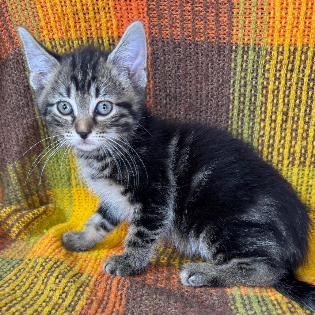 Enlarge Chalupa, a Adoptable Domestic Long Hair in Mount Vernon, IL image 4/6