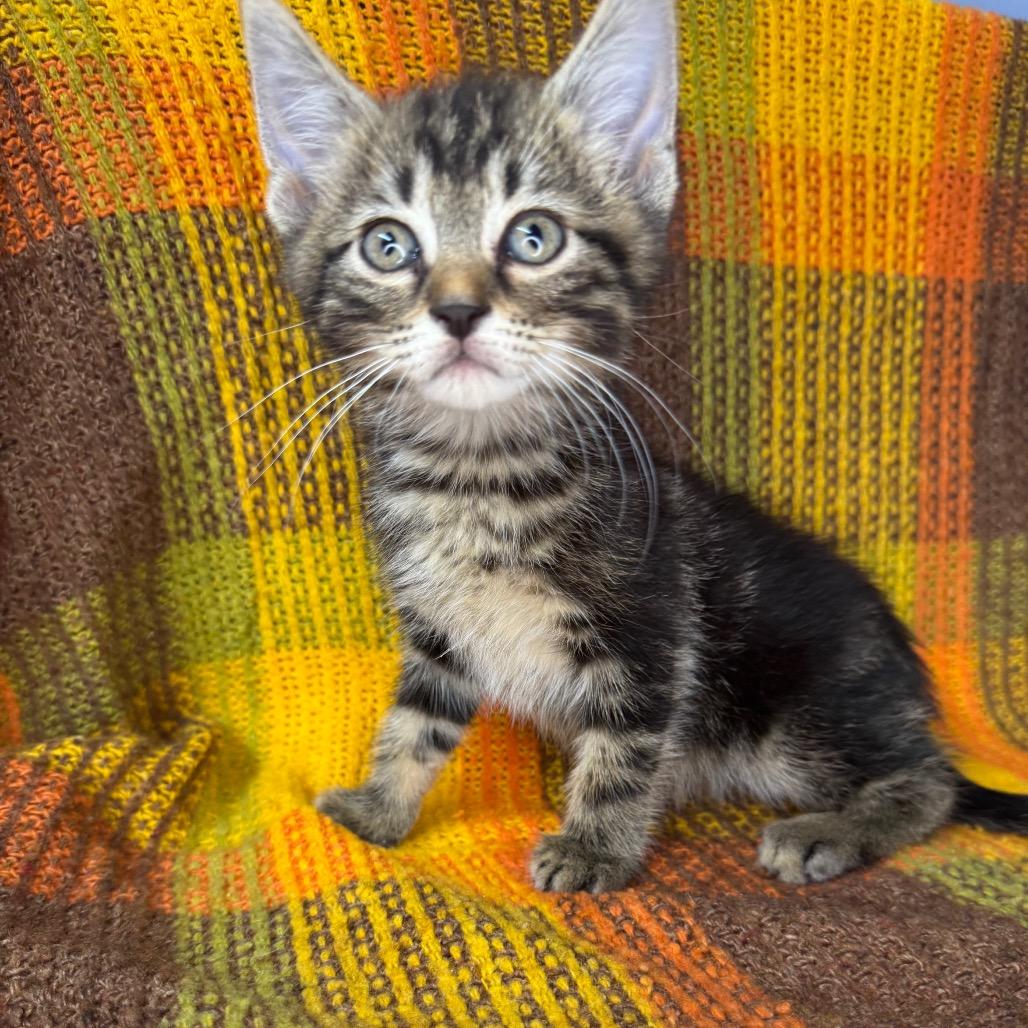 Enlarge Chalupa, a Adoptable Domestic Long Hair in Mount Vernon, IL image 5/6