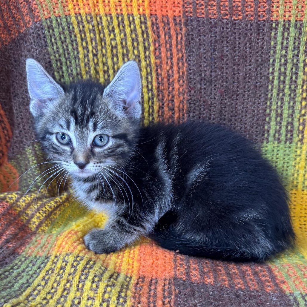 Enlarge Chalupa, a Adoptable Domestic Long Hair in Mount Vernon, IL image 6/6