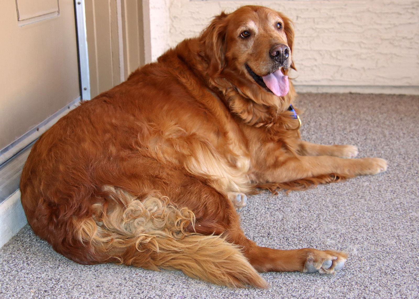 SaraLee/Sunny, Adopted, Adult Female Golden Retriever.