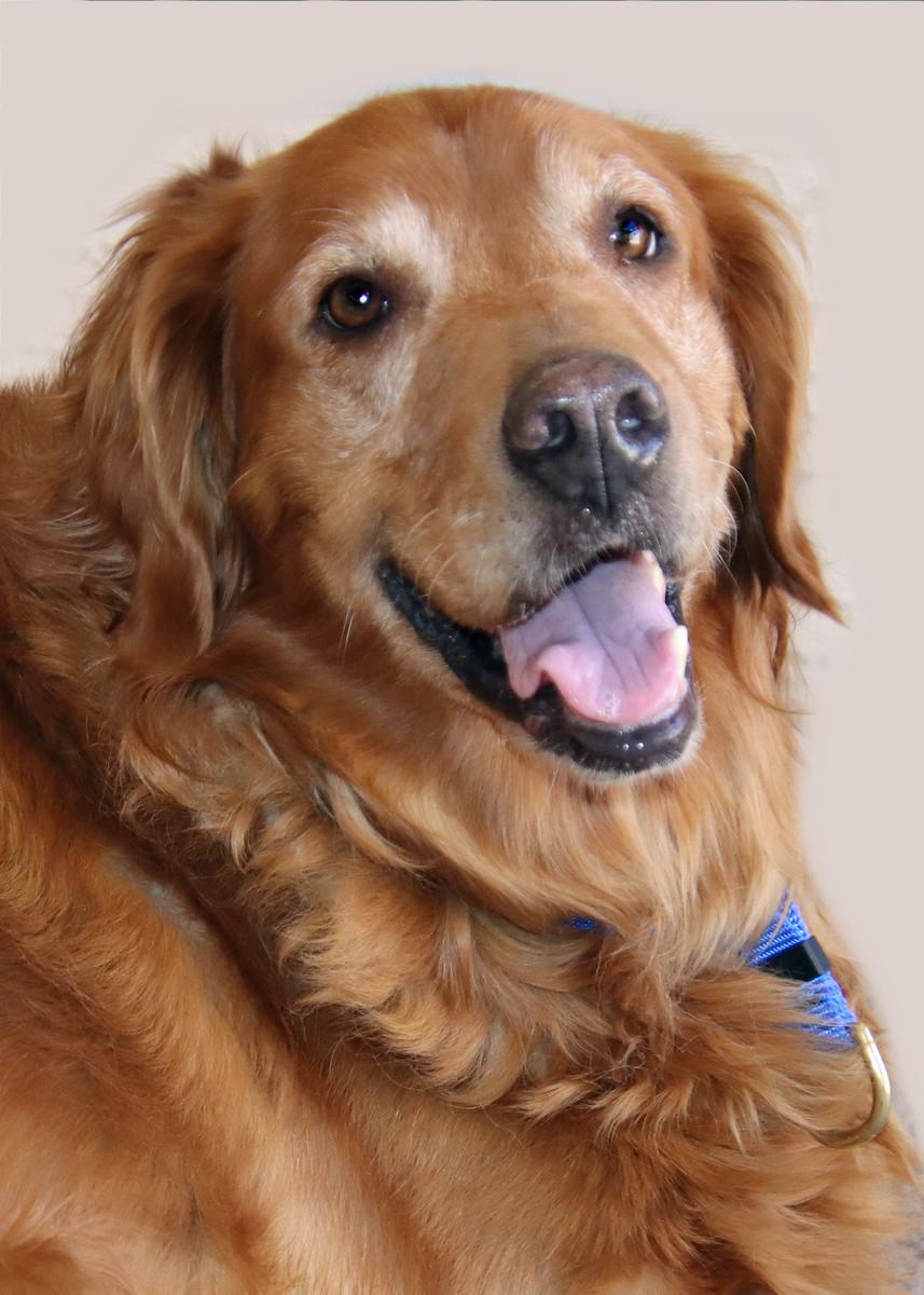 Enlarge SaraLee/Sunny, a Adopted Golden Retriever in Glendale, AZ image 2/3