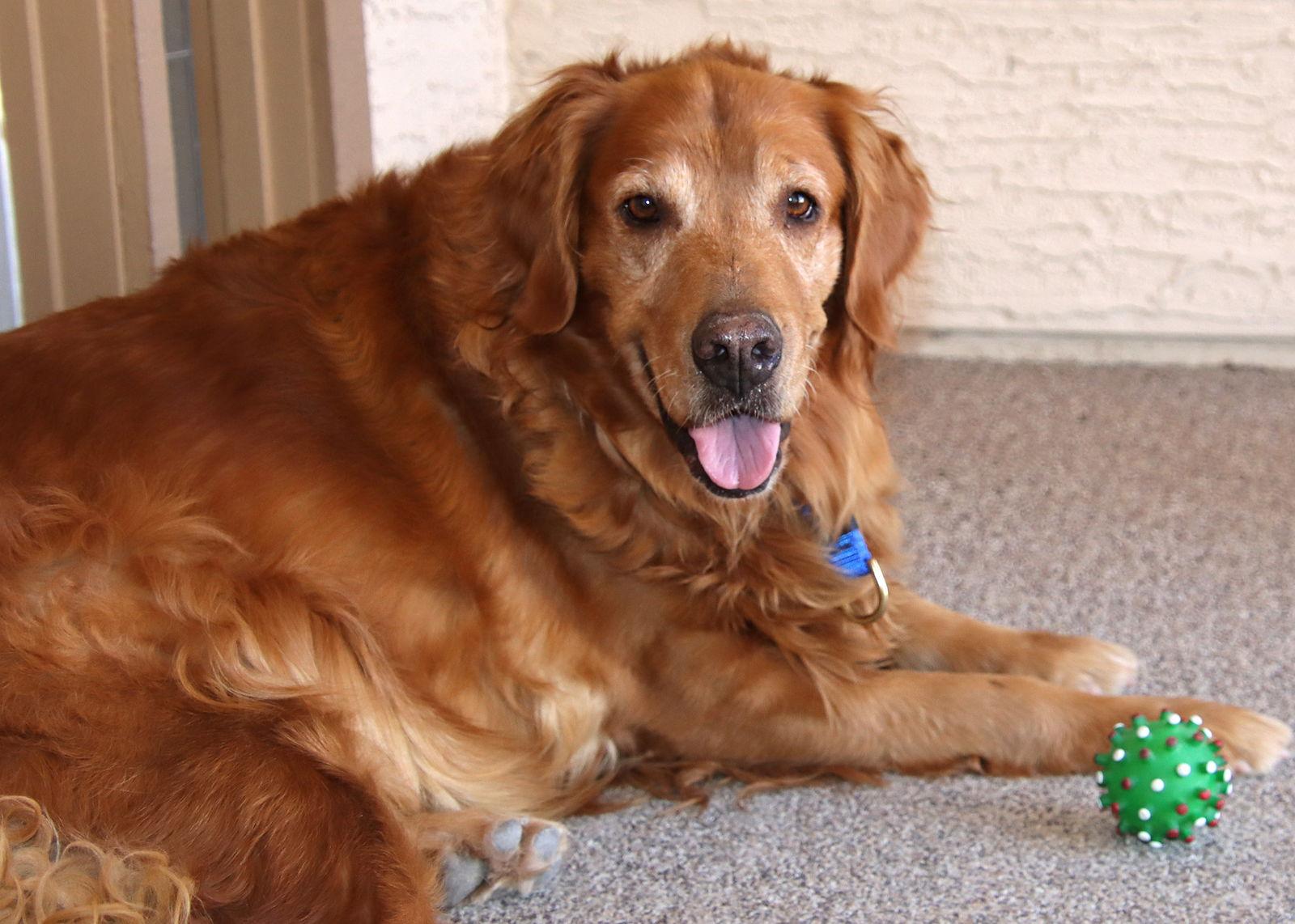 Enlarge SaraLee/Sunny, a Adopted Golden Retriever in Glendale, AZ image 3/3