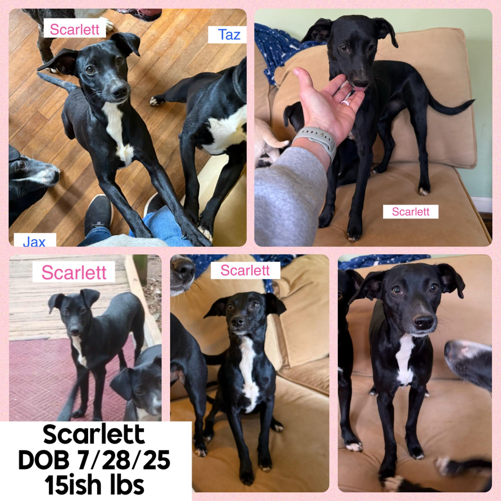 Enlarge Scarlett **FOSTER OR FTA NEEDED**, a ADOPTABLE mixed breed in Jackson, GA image 1/1