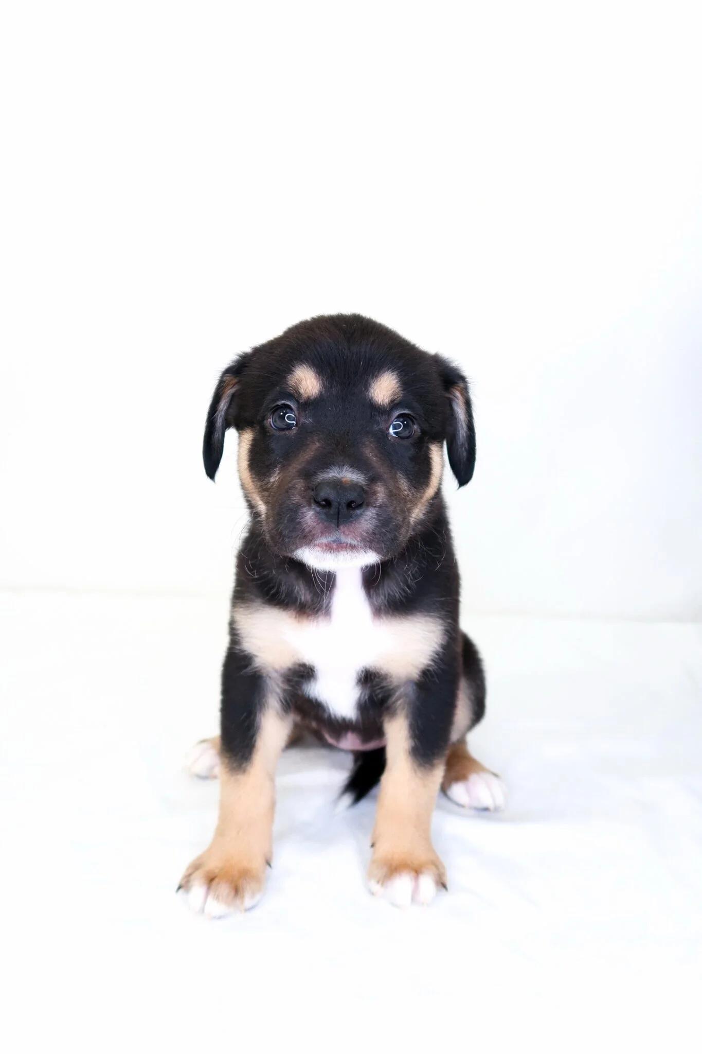 Honey Bunches, a Adoptable mixed breed in Bixby, OK image 2/4