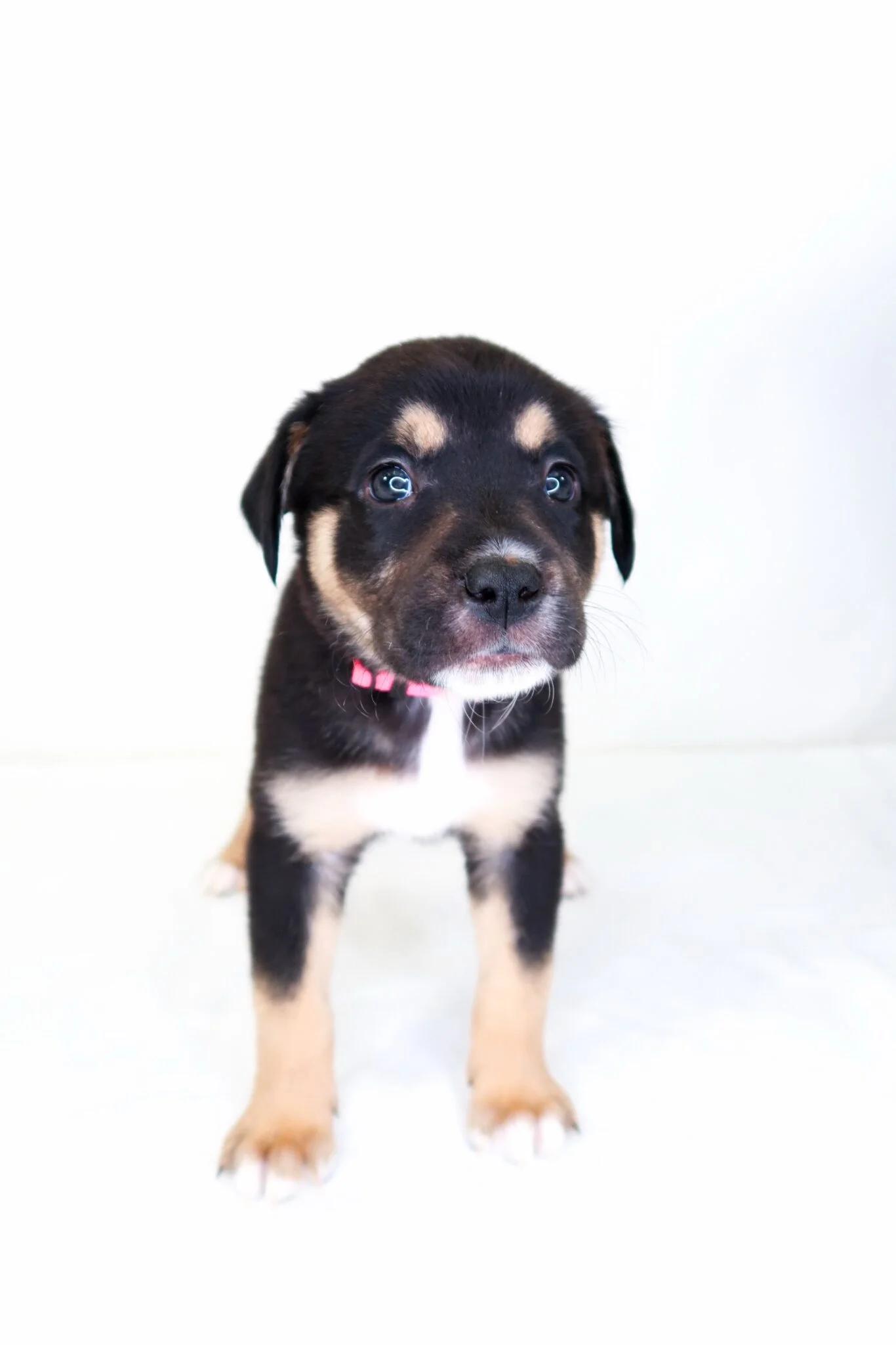 Honey Bunches, a Adoptable mixed breed in Bixby, OK image 4/4