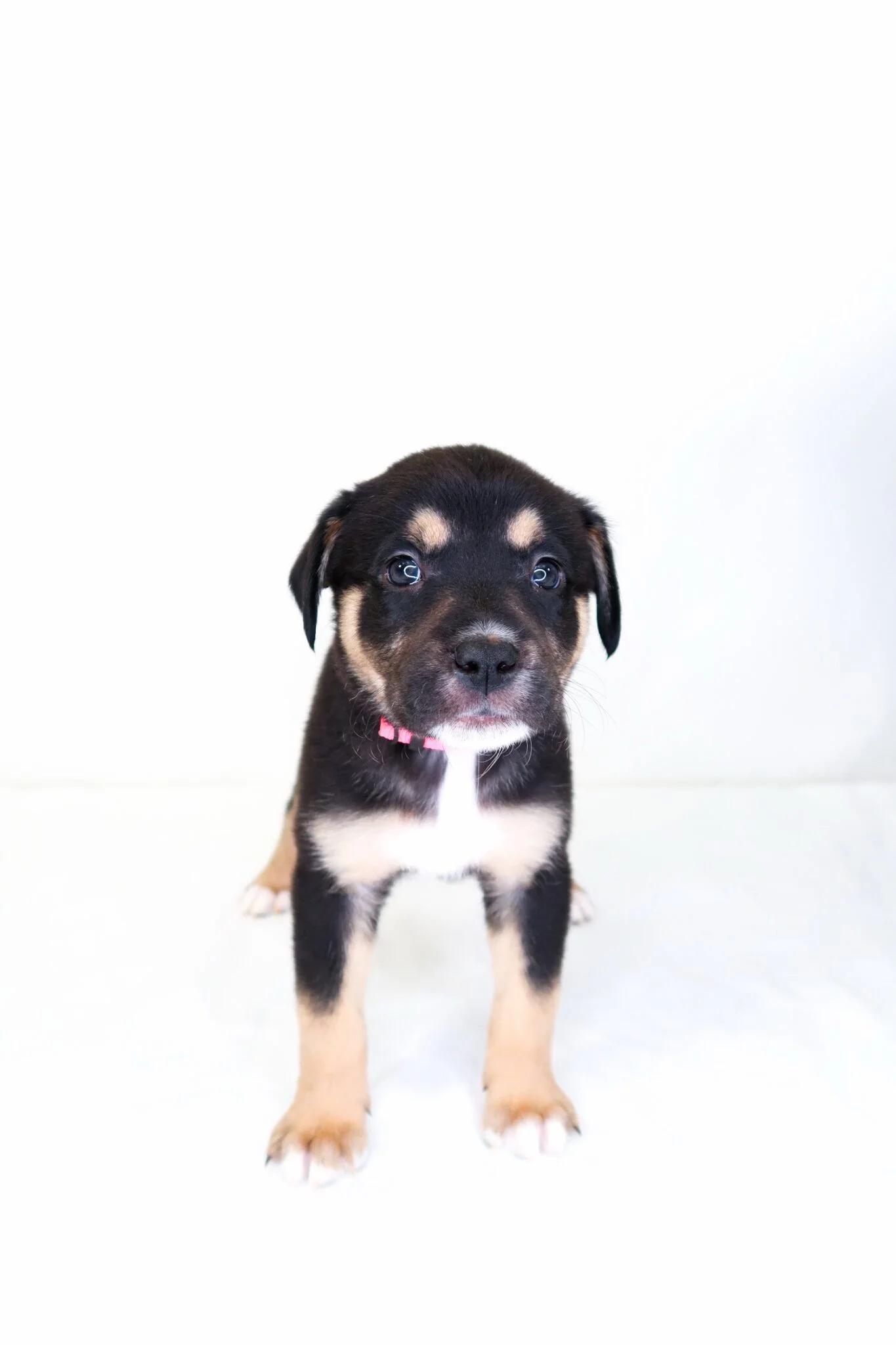 Honey Bunches, a Adoptable mixed breed in Bixby, OK image 1/4