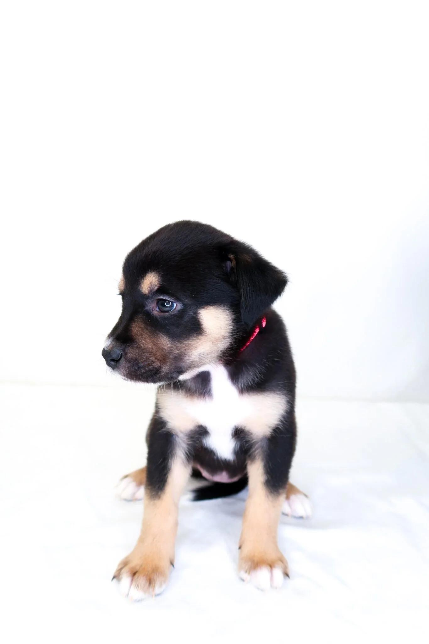 Honey Bunches, a Adoptable mixed breed in Bixby, OK image 3/4