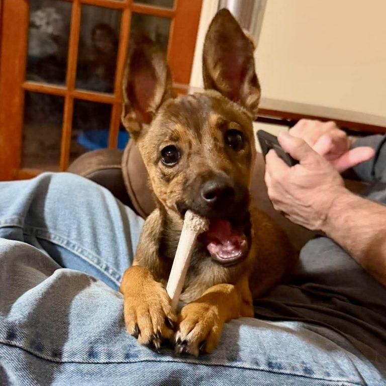 Cinnamon, Adoptable, Young Female Feist.