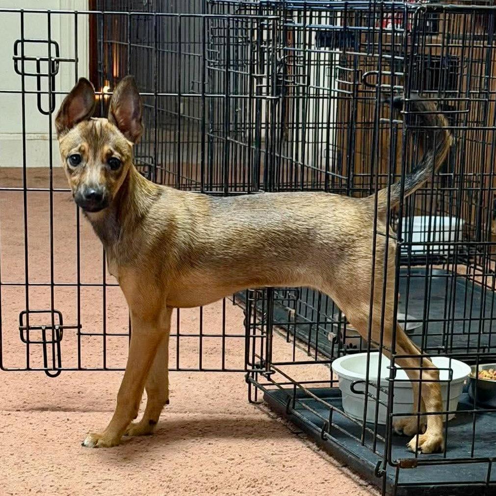 Cinnamon, a Adoptable Feist in Hillsborough , NC image 3/3