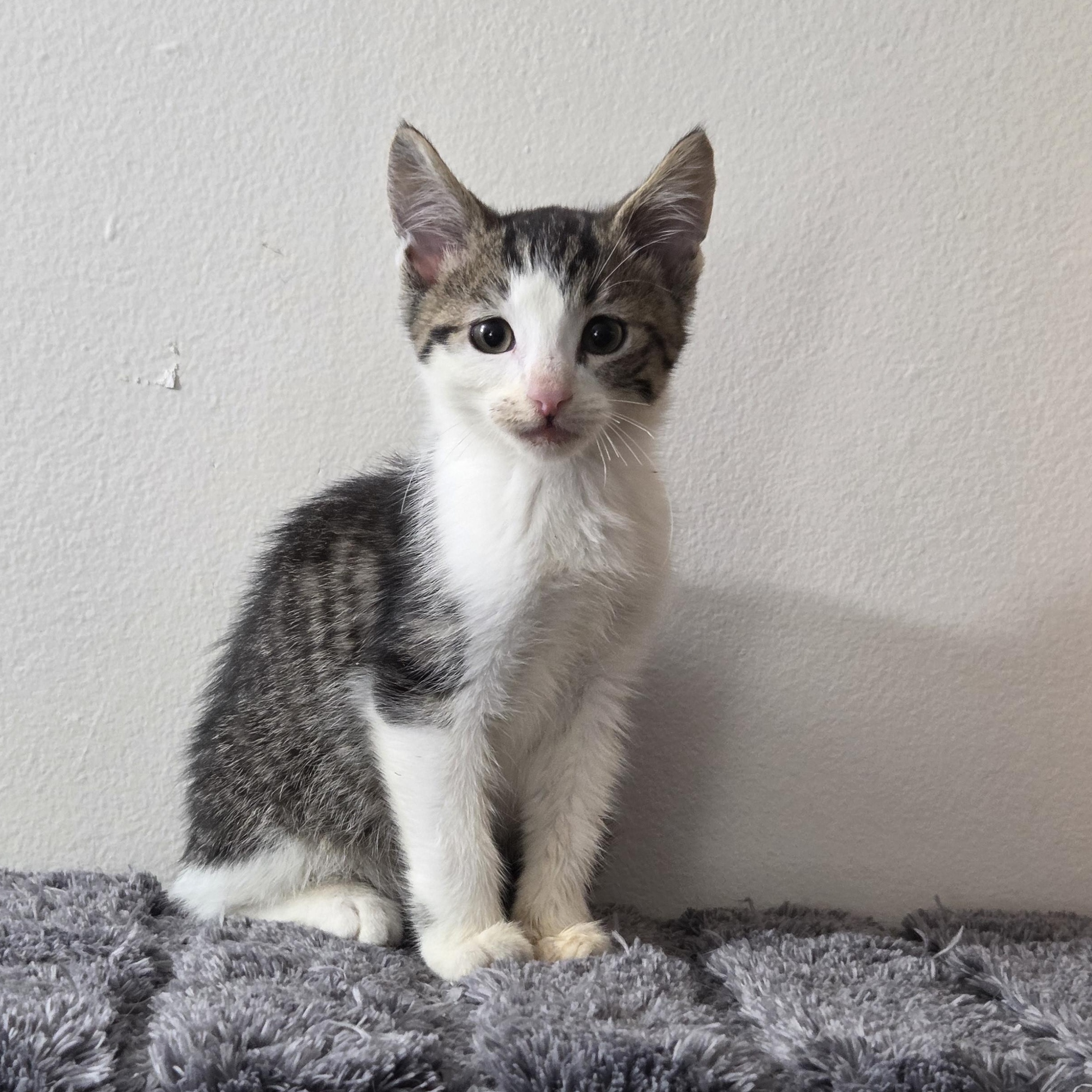 Zippy, Adoptable, Kitten Male Domestic Short Hair.