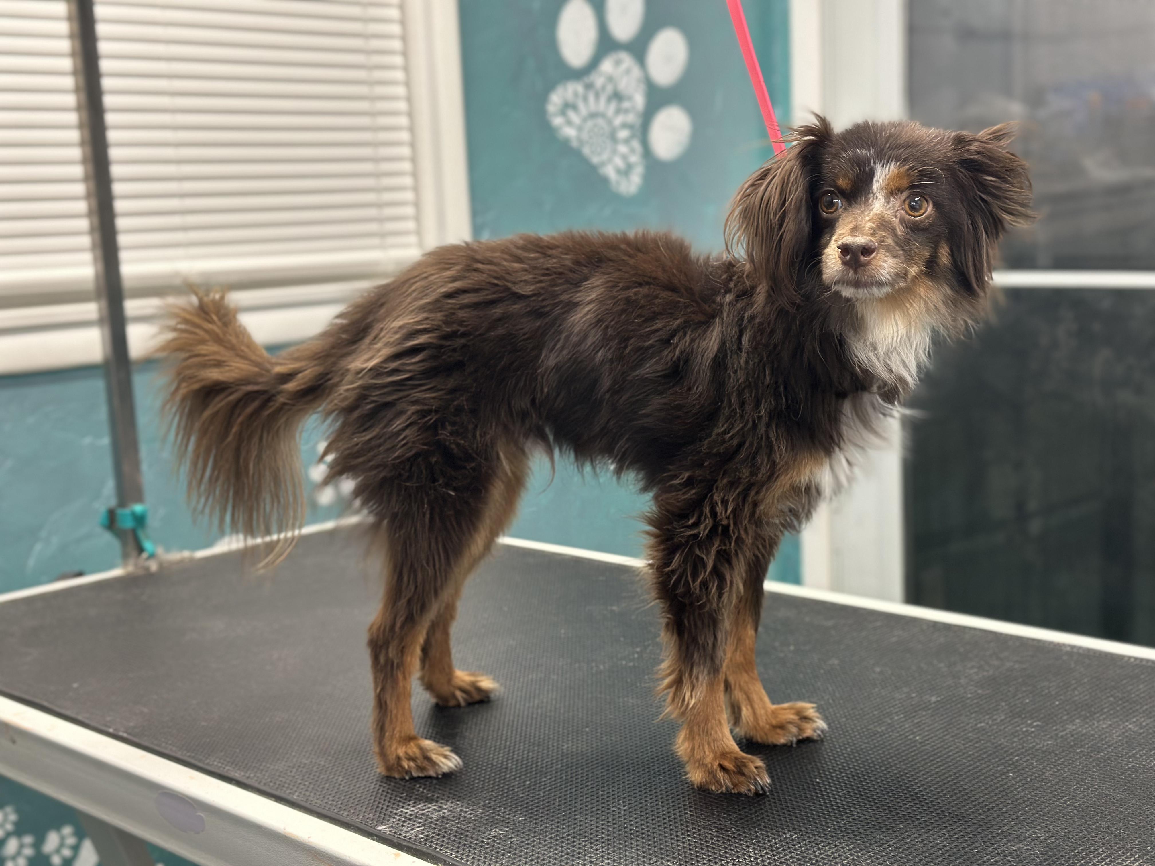 Enlarge Moose, a Adopted mixed breed in Salina, UT image 1/1