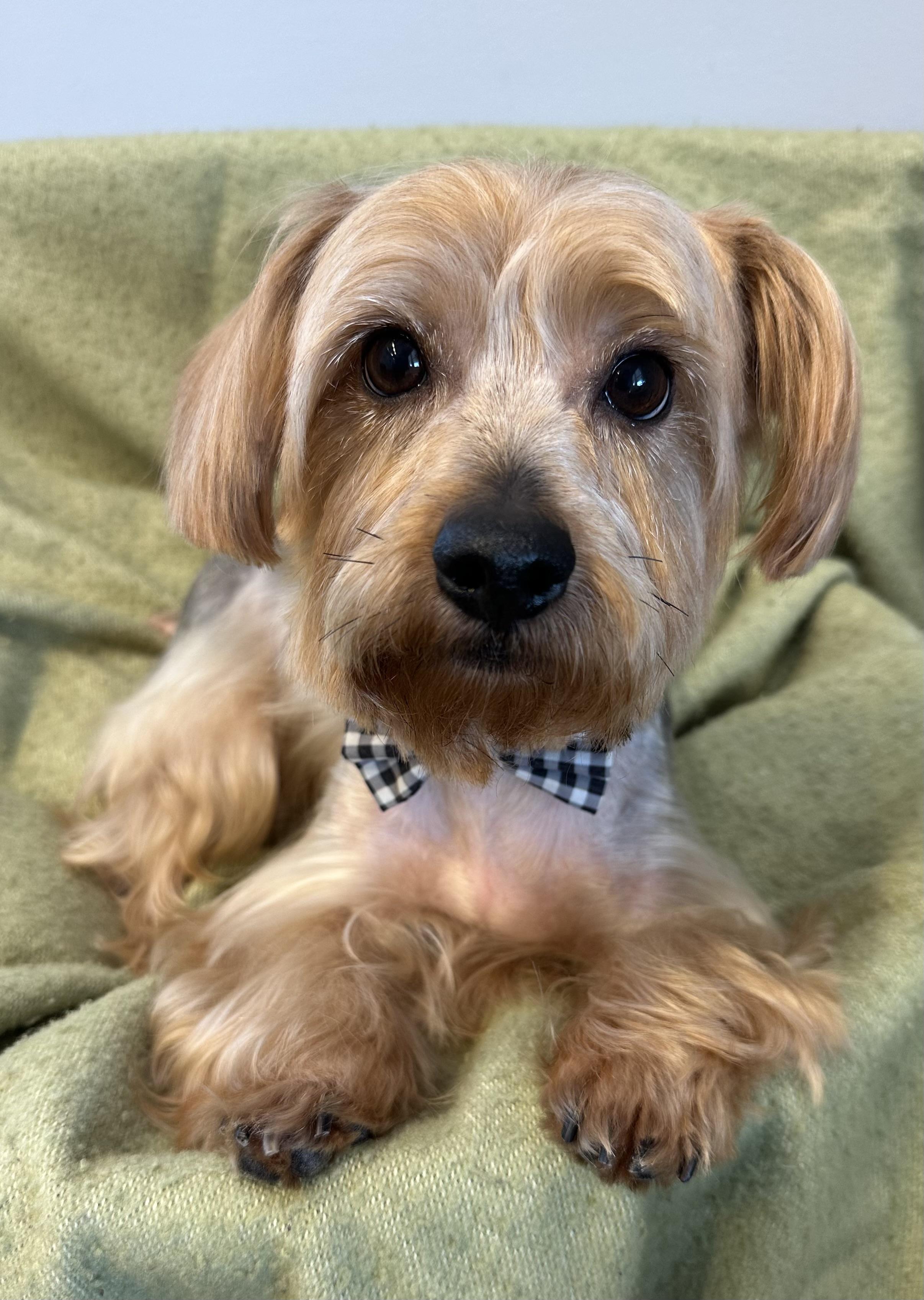 Enlarge Louie, a Adoptable Yorkshire Terrier in Lawrenceville, GA image 5/5