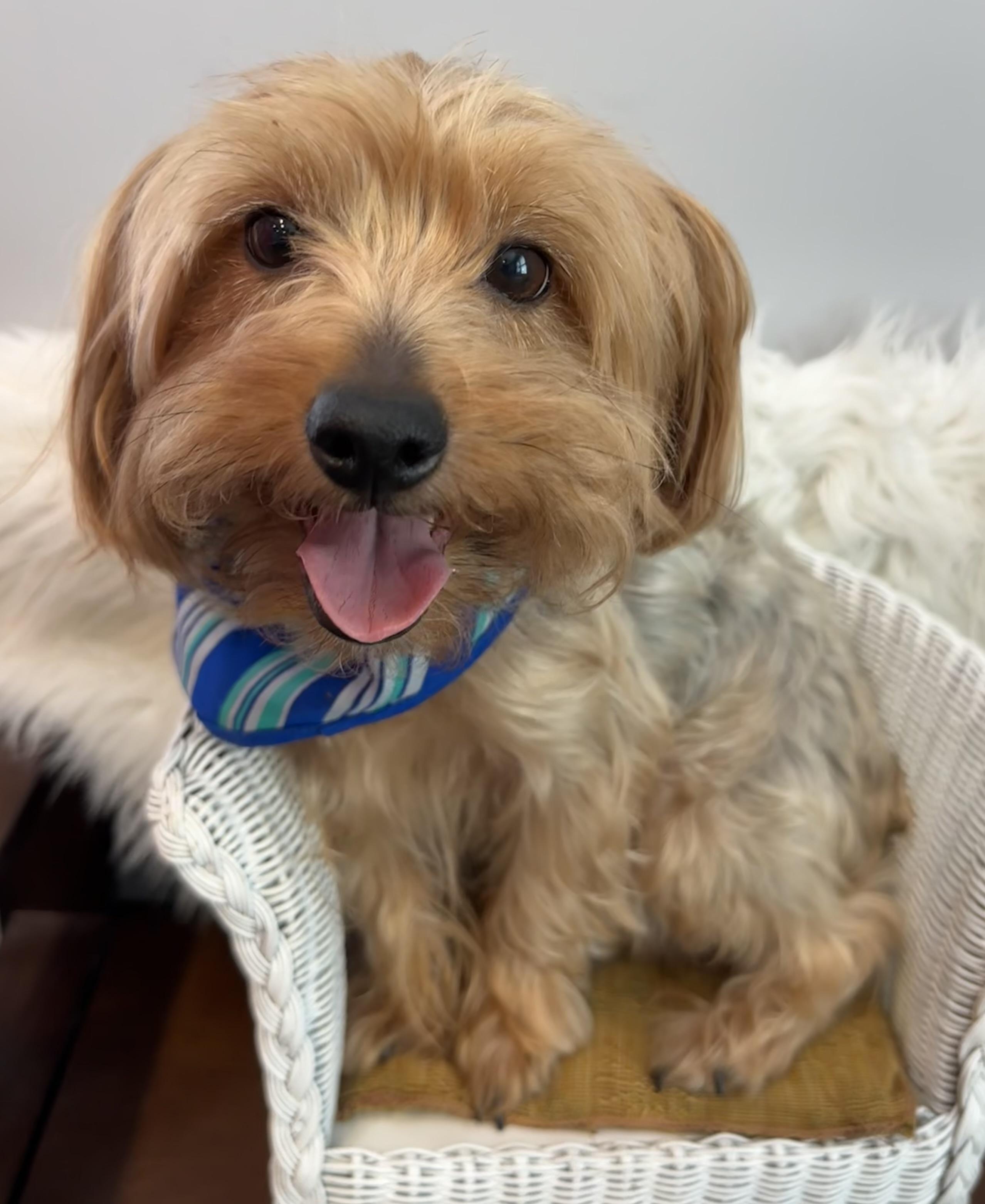 Louie, Adoptable, Adult Male Yorkshire Terrier.