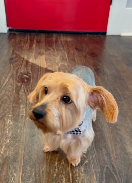 Enlarge Louie, a Adoptable Yorkshire Terrier in Lawrenceville, GA video 4/5