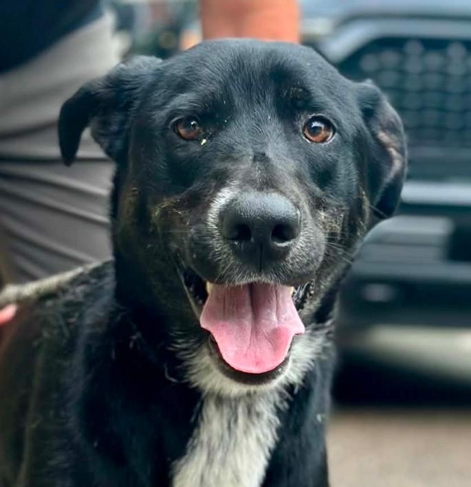 Brooks, ADOPTABLE, Adult Male Mixed Breed.