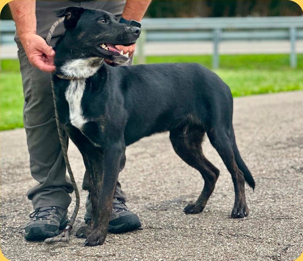 Brooks, a ADOPTABLE Mixed Breed in Millfield, OH image 2/3