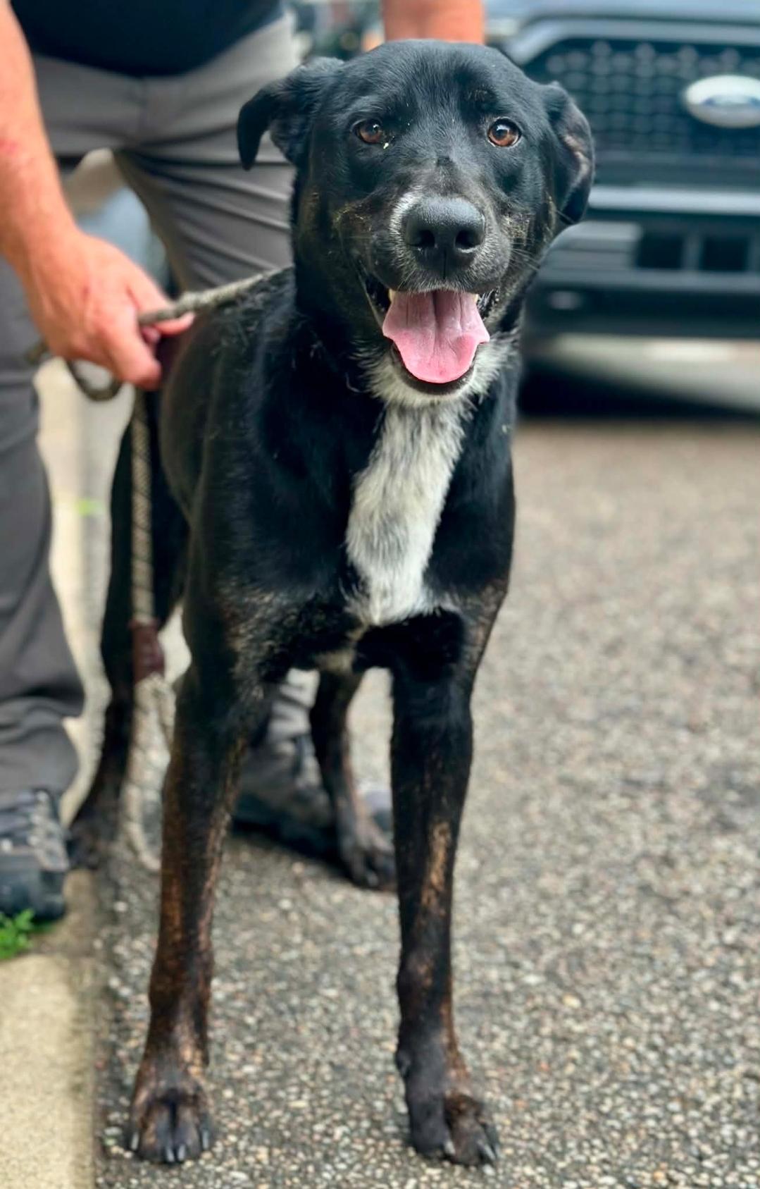 Brooks, a ADOPTABLE Mixed Breed in Millfield, OH image 3/3
