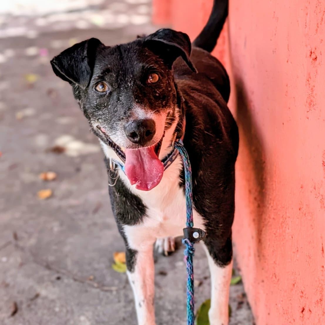 Chi, a ADOPTABLE Mixed Breed in North Vancouver, BC image 1/6