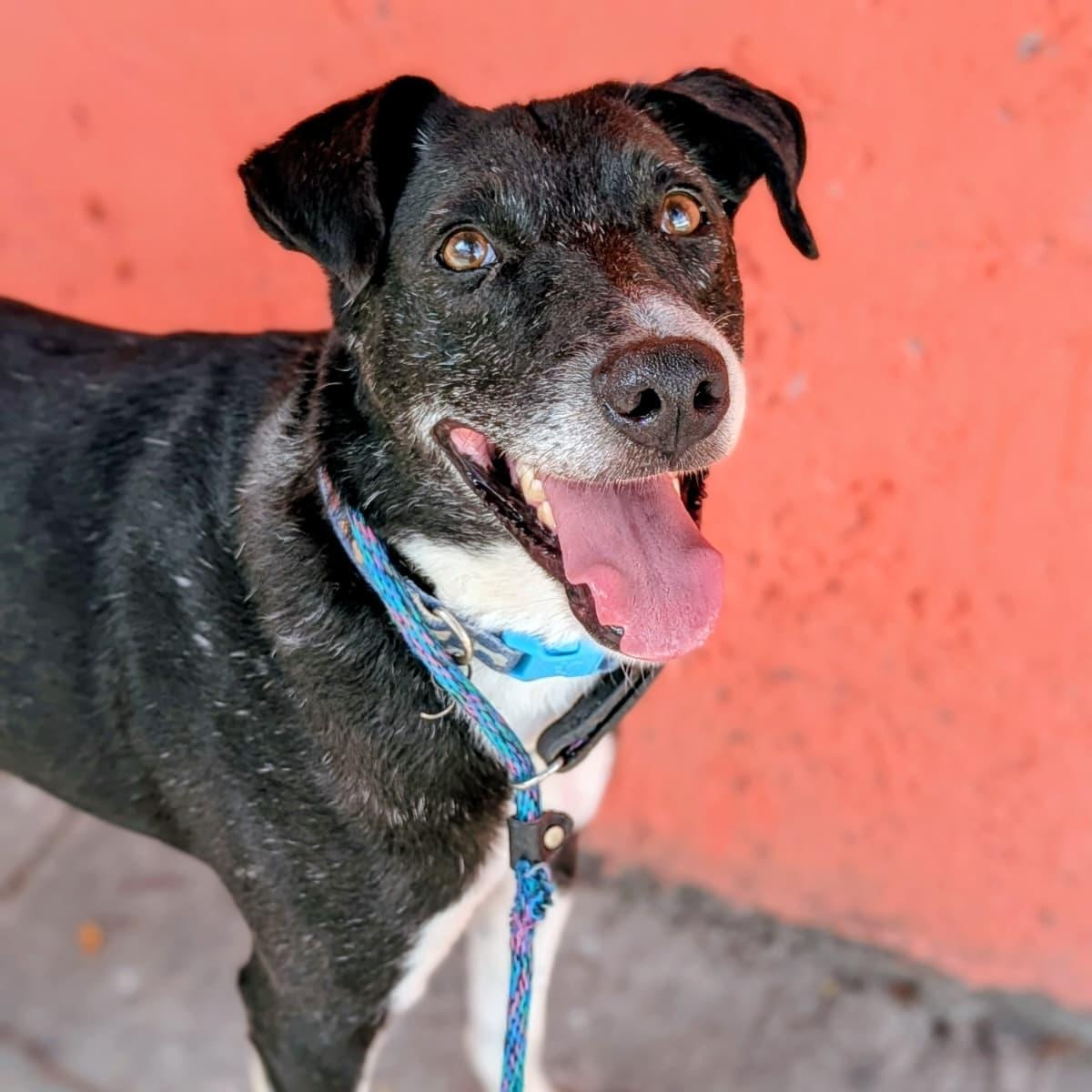 Chi, a ADOPTABLE Mixed Breed in North Vancouver, BC image 6/6