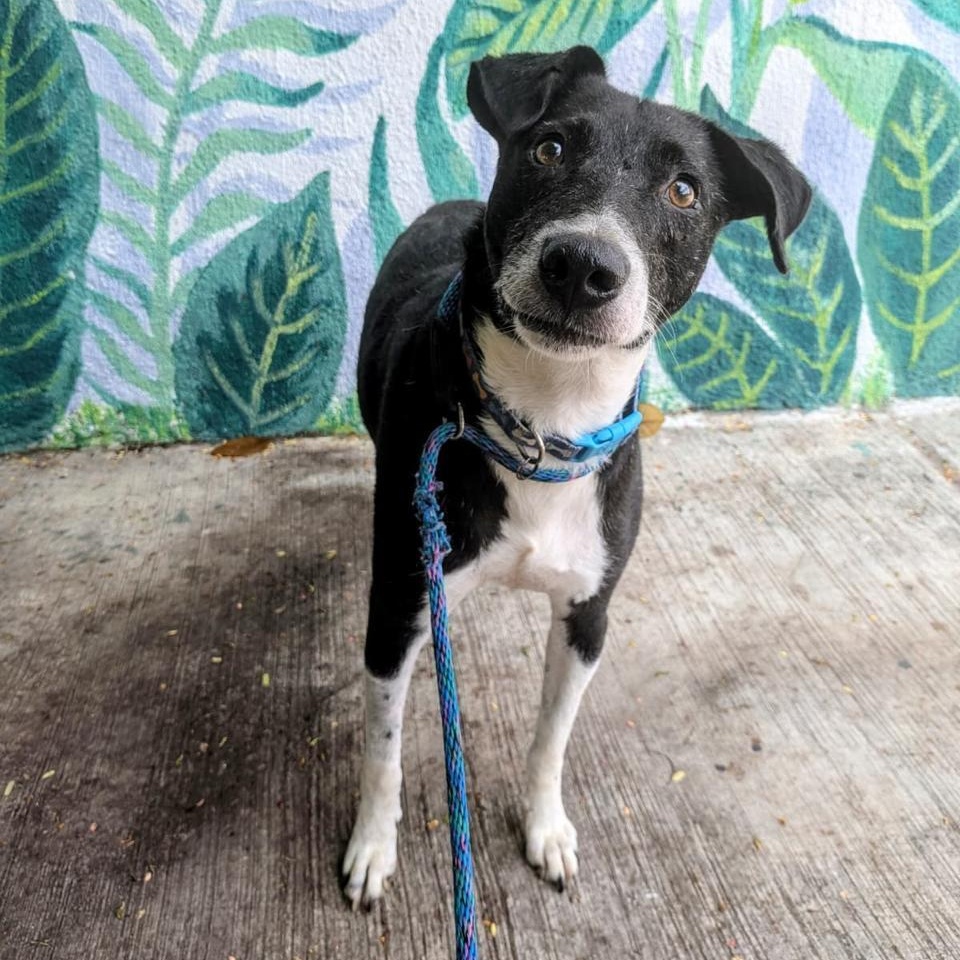 Chi, a ADOPTABLE Mixed Breed in North Vancouver, BC image 2/6