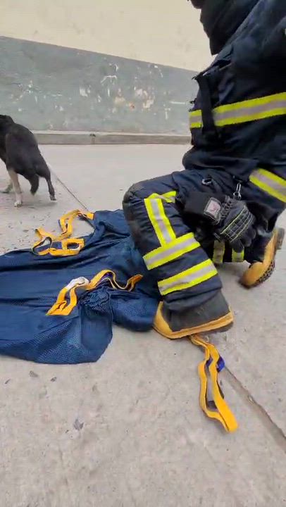 Enlarge Chi, a ADOPTABLE Mixed Breed in North Vancouver, BC video 5/6