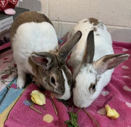 Velveteen (& Buttercup), Adoptable, Adult Female Dutch & Bunny Rabbit.