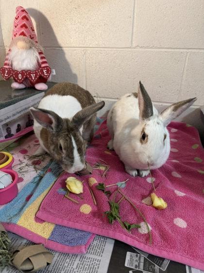 Velveteen (& Buttercup), Adoptable, Adult Female Dutch & Bunny Rabbit.
