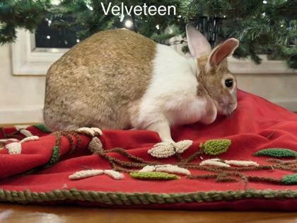 Velveteen (& Buttercup), Adoptable, Adult Female Dutch & Bunny Rabbit.