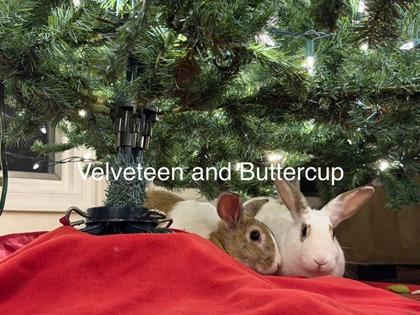 Enlarge Velveteen (& Buttercup), a Adoptable mixed breed in Fairfax, VA image 3/5