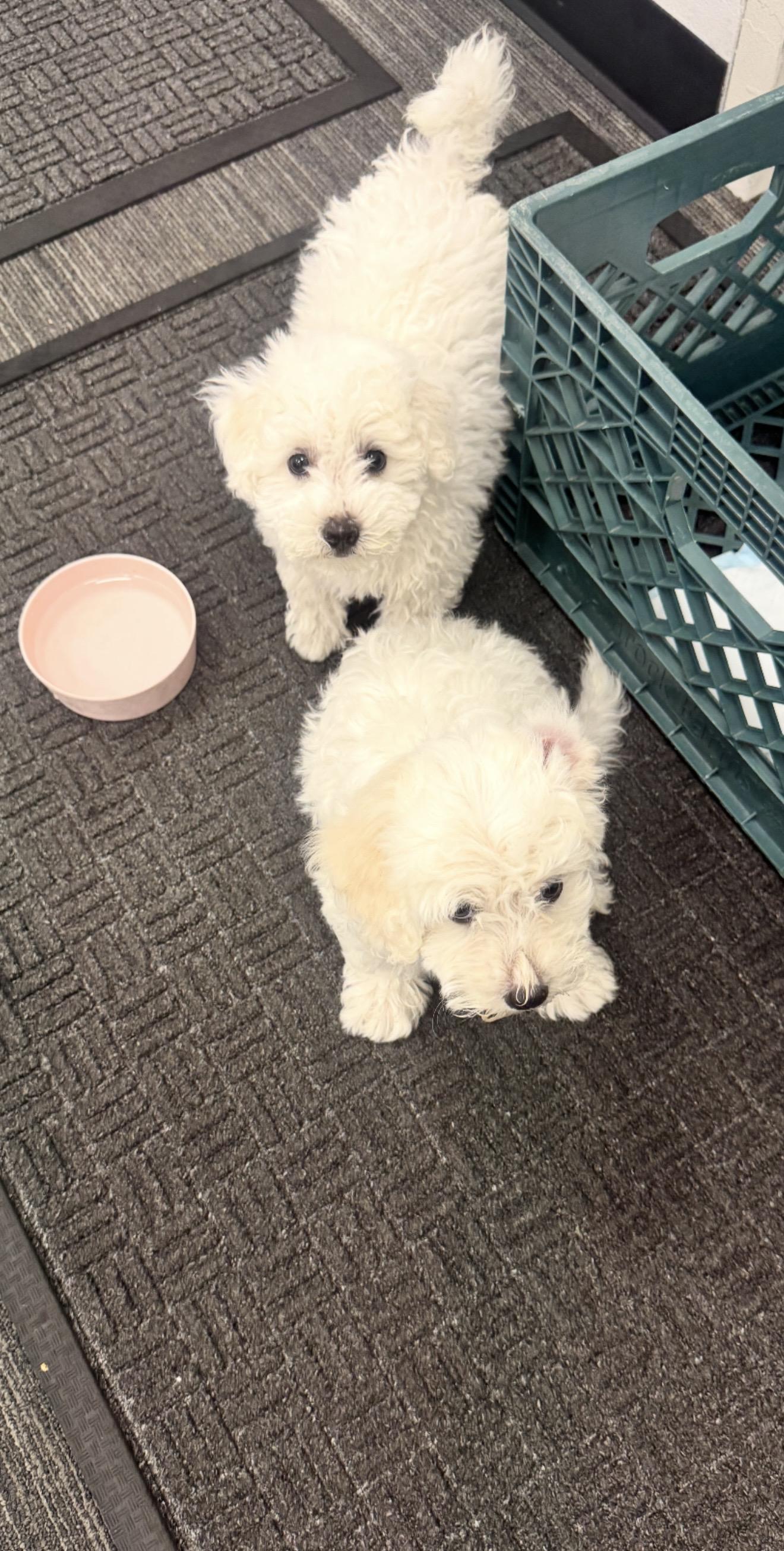Puppies (Female & Male), ADOPTABLE, Puppy Female Bichon Frise & Maltese.