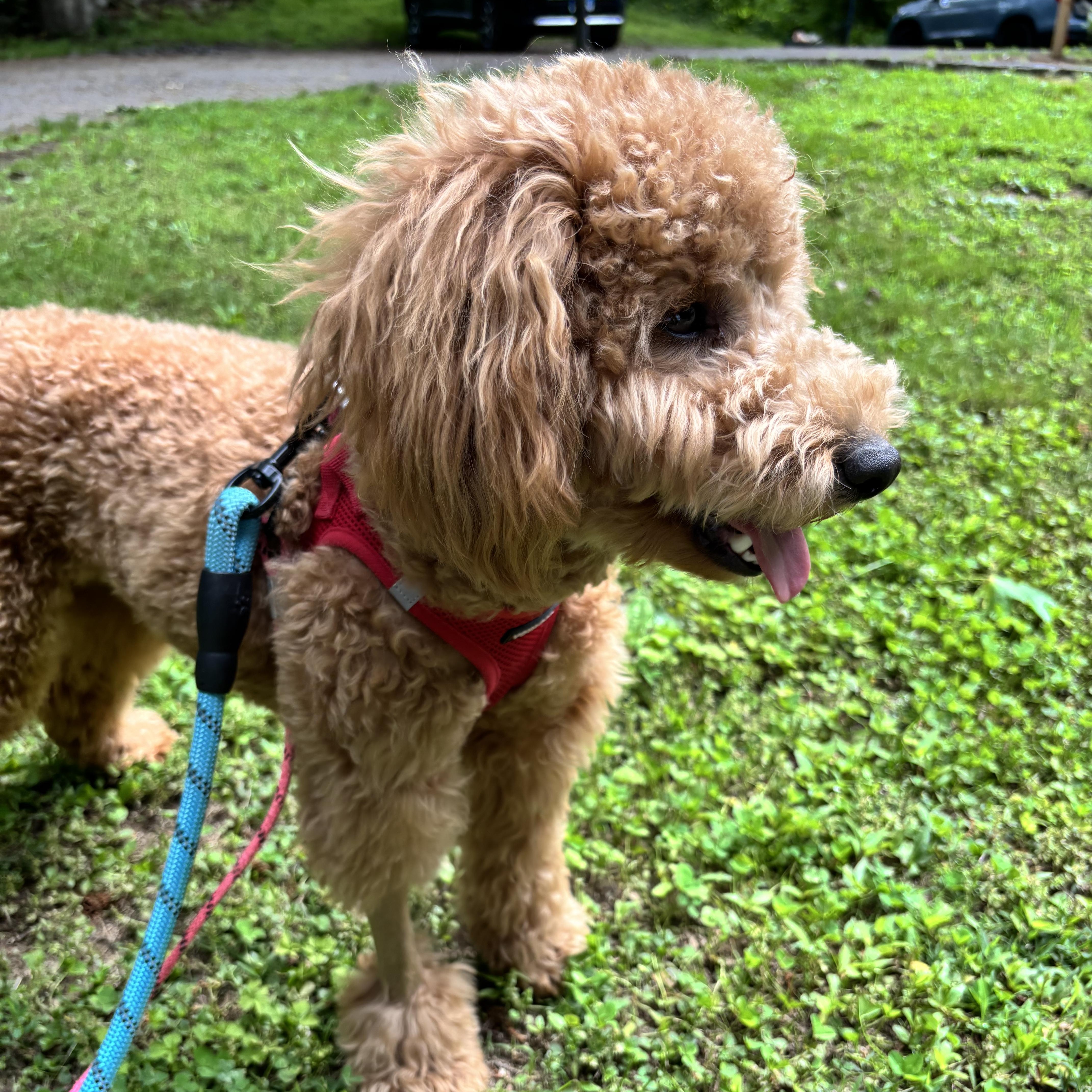 Enlarge GUCCI-CONNECTICUT, a Adoptable Labradoodle in Wilton, CT image 4/6