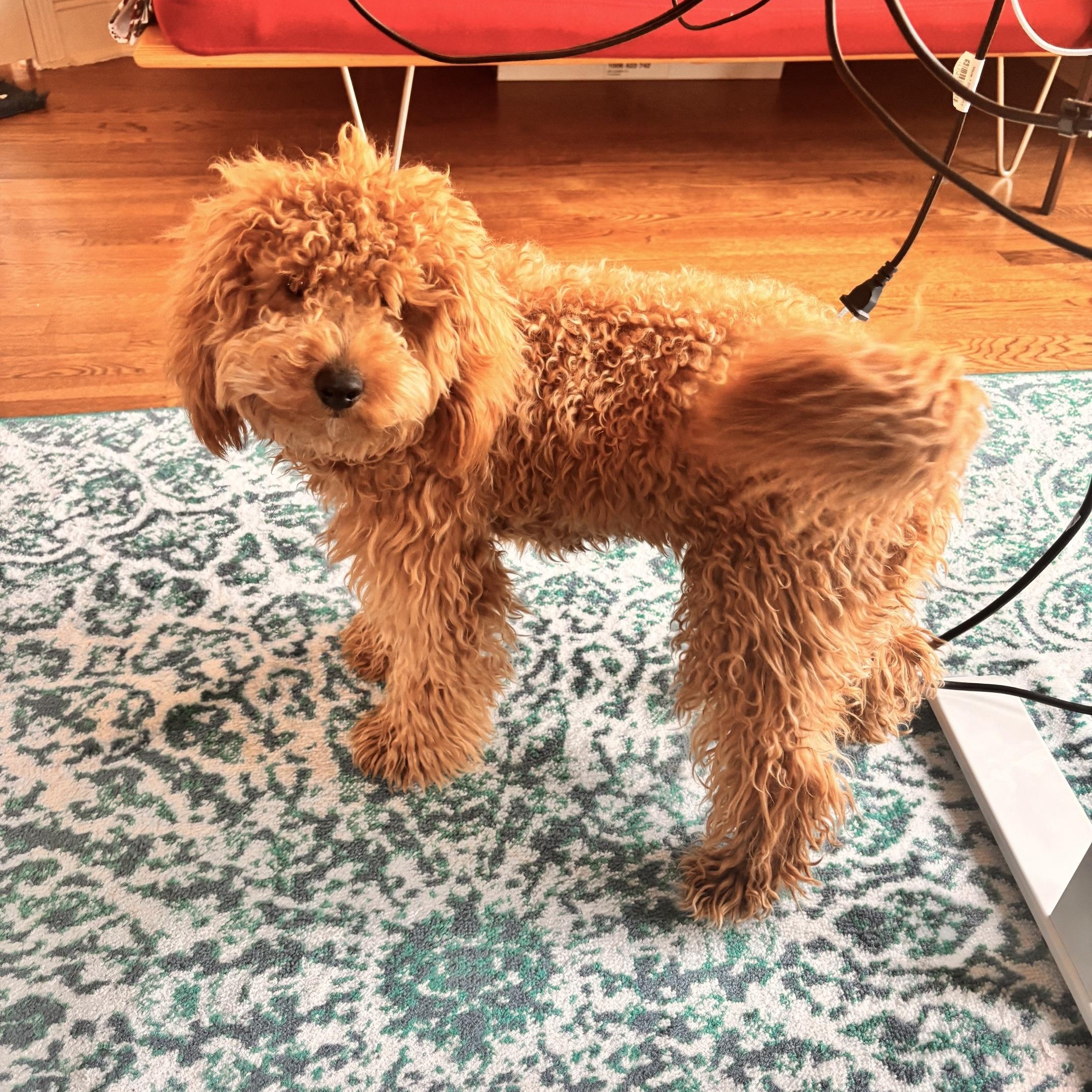 Enlarge GUCCI-CONNECTICUT, a Adoptable Labradoodle in Wilton, CT image 5/6