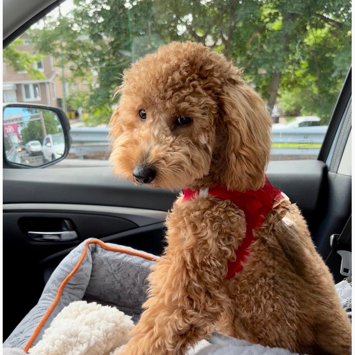 Enlarge GUCCI-CONNECTICUT, a Adoptable Labradoodle in Wilton, CT image 2/6