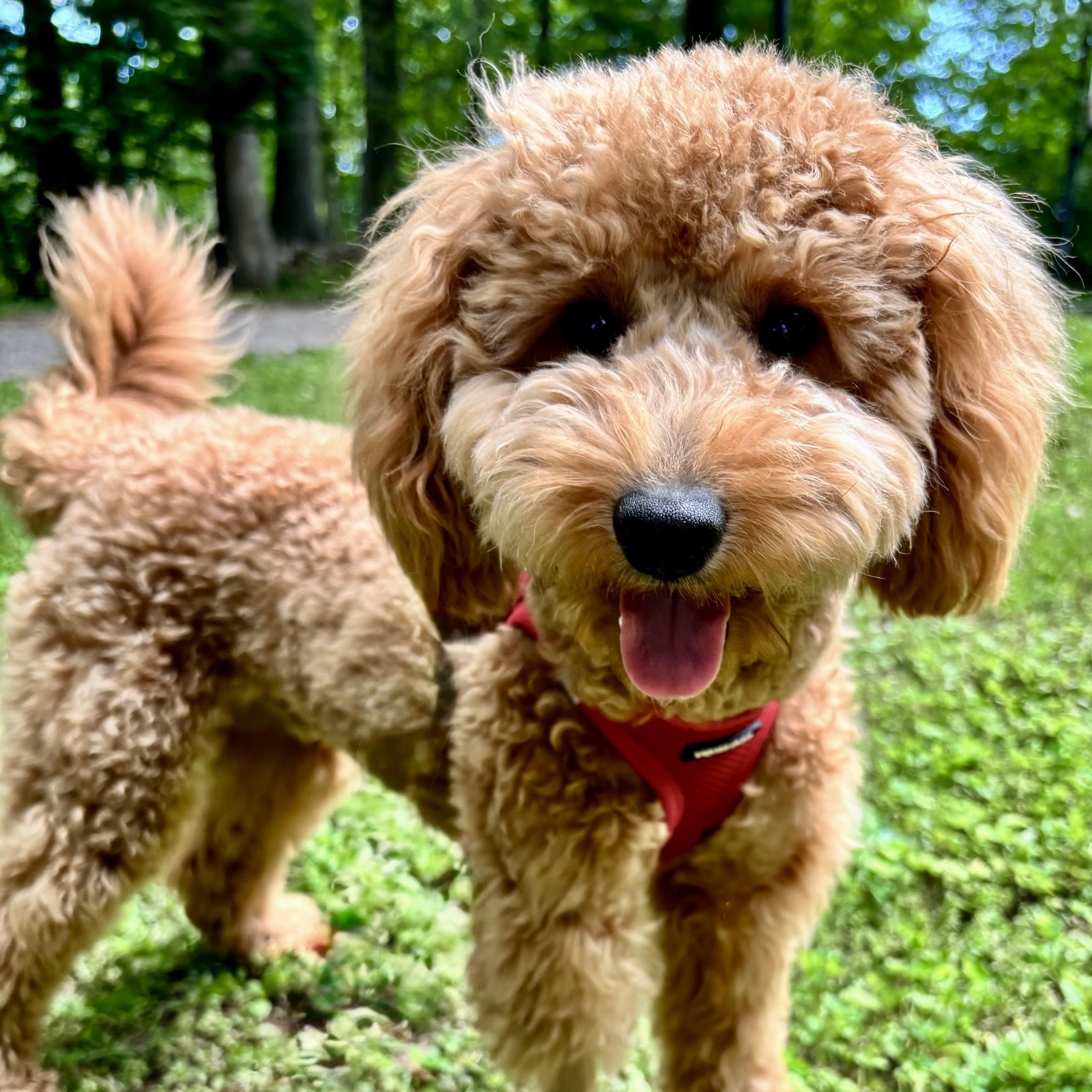 GUCCI-CONNECTICUT, Adoptable, Puppy Male Labradoodle.